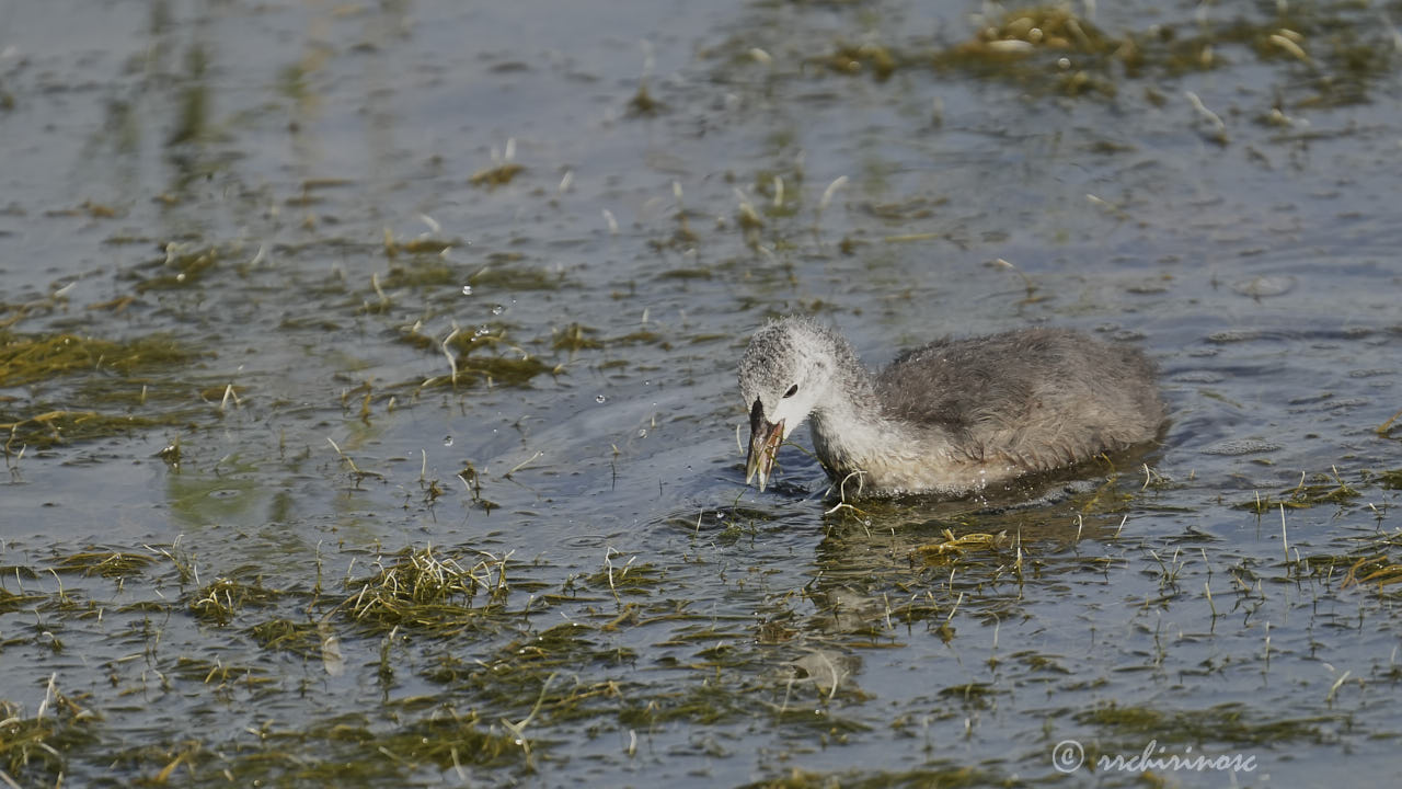 Eurasian coot